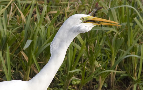 Grotezilverreiger311008U